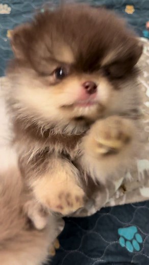 Charming Little Teddy Bear Pomeranian Puppies