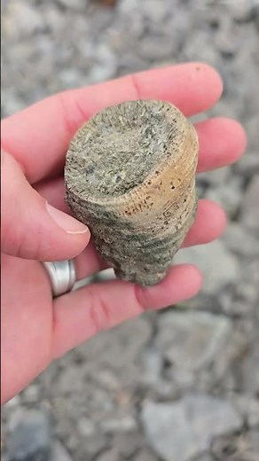 #horncoral #michigan #devonian #beachcombing #alpena #fossil #quarry#rocks #rockhounding #rugosa