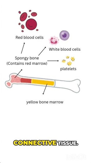 “If red bone marrow makes blood… what does yellow bone marrow do?” 🤔