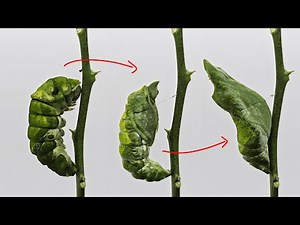 Alien Metamorphosis: Caterpillar Turns Into Chrysalis | 2-Min Timelapse