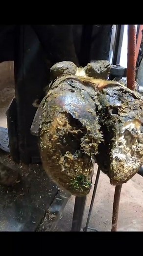 #hoof #hoofcare #trim #hoofgp #cow #asmr #easy #hooftriming #hoofcleaning #hoofpicking #viral