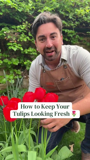 Keep Tulips Fresh: Avoid Common Growing Mistakes 🌷