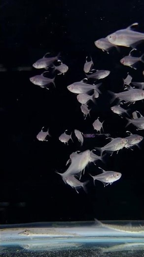 💎 Diamond Tetra – Sparkling Beauty of the Aquarium ✨ | Liana Fish #shorts