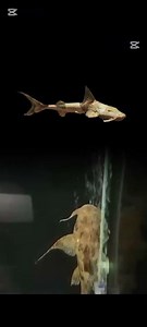 This video features Devil Catfish 🐟