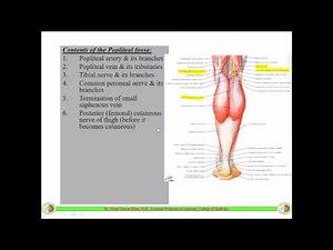 The POPLITEAL FOSSA || Anatomy || Dr. Yusuf ||