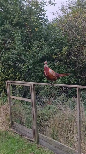 Pheasant Shooting Techniques for Gamekeepers
