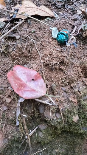 Sindhu on Instagram: "Mangan kavlu😈. #monekey#coffee"