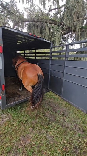 Katie M on Instagram: "A horse that loads poorly is a personal pet peeve of mine🤭. Loading confidently and easily is a must! So, of course, l'll work on it! . . . #blmmustang #horsetrainer #trailride #trailerloading #trailertraining"