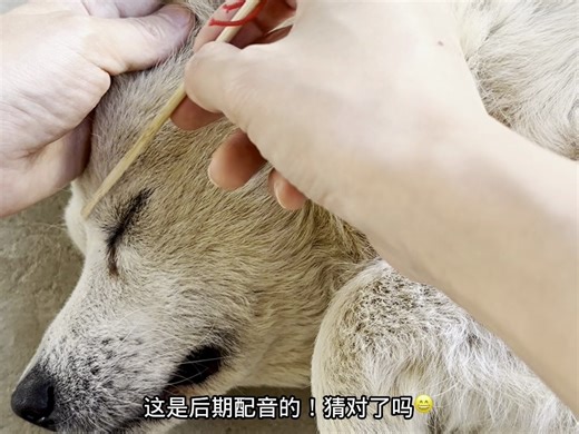 给狗做asmr采耳护理-“不听老人言 开心好几年.”