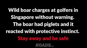 14K views · 87 reactions | Babi, babi, babi, babi, babi... They are...