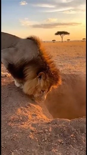 The Warthog That Outsmarted a Lion—Unbelievable Savanna Moment!
