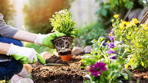 Neurosurgeon discusses the health benefits of gardening