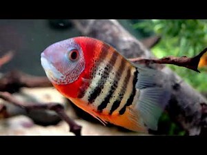 Gorgeous Rotkiel, Red Shoulder Severums South American Cichilds