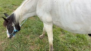 207K views · 2.2K reactions |  Poco is Home!!!  | Tracy Acres Equine Sanctuary | Facebook