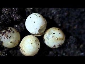 Birth of the Land Snail Part 1/2 カタツムリ ヒダリマキマイマイの誕生1