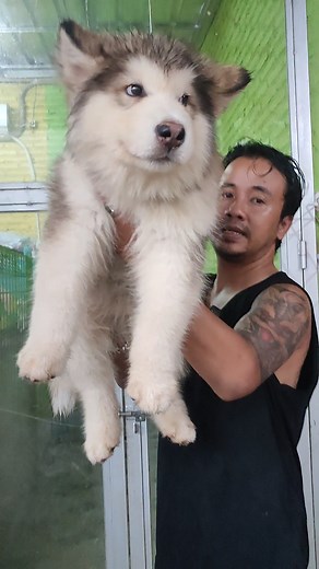 Anjing Kutub Super Raksasa Alaskan Malamute