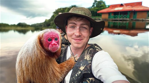 Watch rare Amazon monkeys appear high in the trees