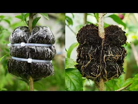 An excellent and simple method of propagating hibiscus tree by air layering