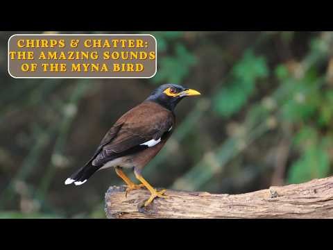 Chirps & Chatter: The Amazing Sounds of the Myna Bird