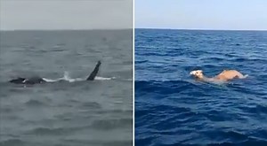 Must Watch: Elephants and Camels spotted swimming across the Ocean