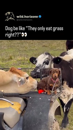 Wild Horizon on Instagram: "😭 Sausage dogs, or dachshunds, were originally bred to hunt badgers, which makes them naturally alert, cautious, and suspicious of unfamiliar sights and sounds. Their strong guarding instincts, combined with their small size, often make them extra wary as a form of self-protection. This wariness helps them assess potential threats before reacting, which is why they may seem cautious or standoffish around new people, animals, or environments. (Aleisha Sutton via Viral