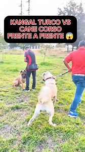 2.3M views · 70K reactions | Kangal Turco vs Cane Corso  #perros #mascotas #educacioncanina #perrofeliz #perrosgraciosos #educacioncanina #entrenamientocanino #obedienciacanina #pastorbelgamalinois #canecorso #pastoraleman #educantraining #pitbull | EduCan Training | Facebook