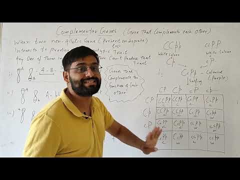 What are Complementary Genes?