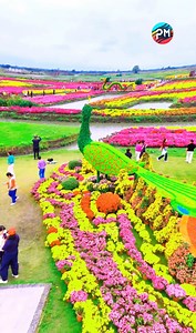 mesmerizing beauty of the colorful flower garden | Primitive Media