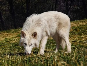 Dire Wolf Pups Double In Size, 'De-Extinction' Company Says: See Their Growth