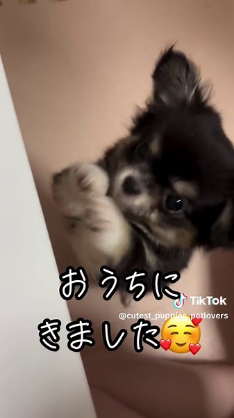 ピョンピョン追いかけてくるの可愛すぎる💕 #犬 #可愛い #チワワ #子犬 #犬のいる生活