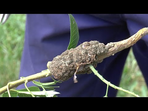 How to remove black knot from a mayday tree