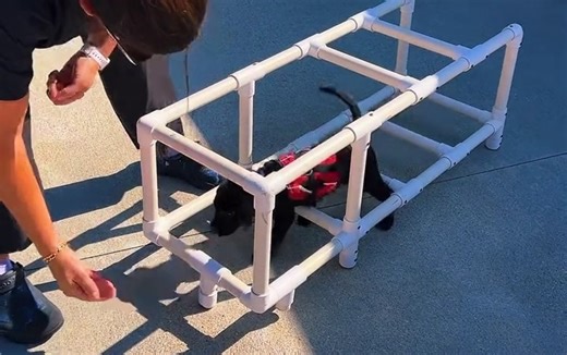 Small lessons today lead to big independence tomorrow! Interested in learning more about raising a puppy for GDA | TLC? Click here: https://www.guidedogsofamerica.org/gda-programs/puppy-raising-2-2/ VD: 7 week old black labrador puppy in red vest climbs through a rectangular obstacle where they have to go over elevated tubes. They are being guided through the obstacle by a volunteer with kibble #DogTraining #ServiceDogs #GDATLC #GuideDogsOfAmerica #TenderLovingCanines #Labrador #BlackLab #PuppyR