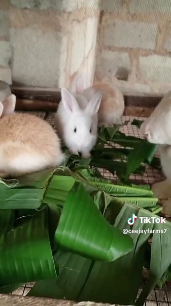 Safe Herbs and Leaves for Your Rabbits' Health