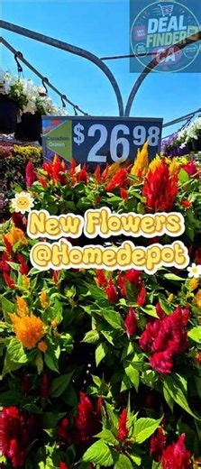 NEW FLOWERS JUST ARRIVED at Home Depot Canada! 🌼 | Best Garden Finds 2026 #flowers #home