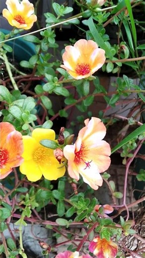 டேபிள் ரோஸ் ஆன்லைன் விற்பனை💞WhatsApp 8248651486💫50 கலர் காம்போ❤தமிழ்நாடு மட்டும் டெலிவரி கிடைக்கும்