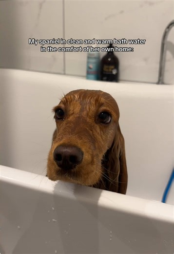 Bathing an English Cocker Spaniel: A Comical Experience