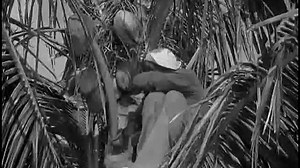 Gilligan's Island: 1x12 - Birds Gotta Fly, Fish Gotta Talk