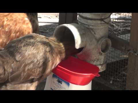 Stop Waste From Chicken Feeder DIY Catch Device for PVC