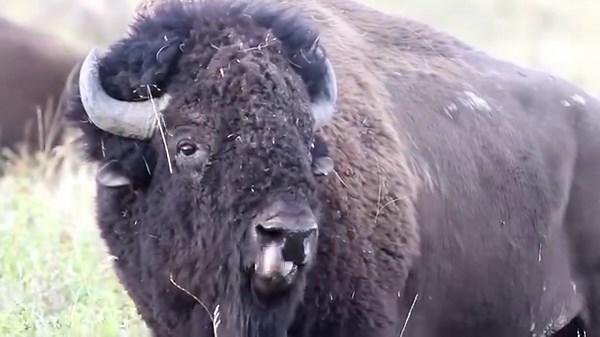 Sound on for this pair of boisterous bison, who were quite vocal while I had the camera out. I've heard many different types of wild animals, and bison definitely have the most intimidating vocalizations. #outdoors #nature #wildlife #animals | Michael Hodges, Author