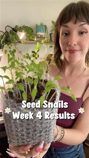 Seed Snails Updates - 4 week results #seeds #seedstarting #seedsnail #budgetfriendly #spacesaving