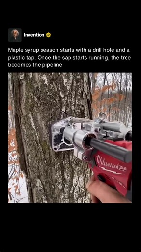 How Maple Syrup is Made: Tapping Maple Trees