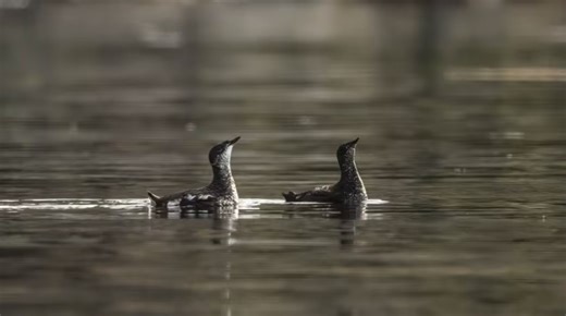 World's globetrotting animals at risk due to habitat loss, climate change - The Weather Network