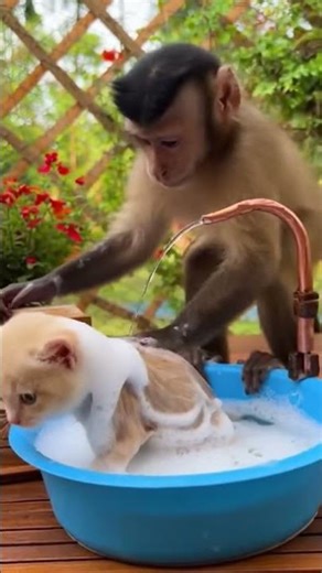 Monkey Giving Cat a Bath 😳😂 | Cutest Animal Moment Ever
