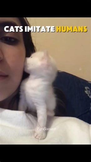 Cats Imitating Humans 💀 |