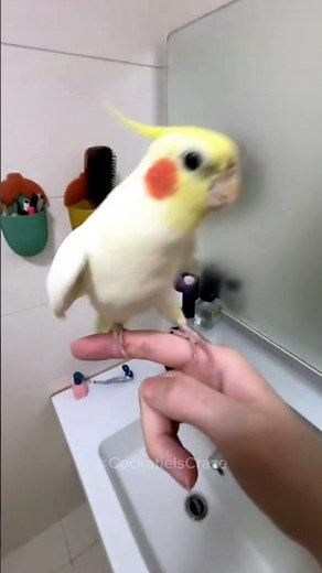 The Most Enchanting Singing Performance by the Delightful Cockatiel! 🥰🦜🎶 #CockatielsCraze