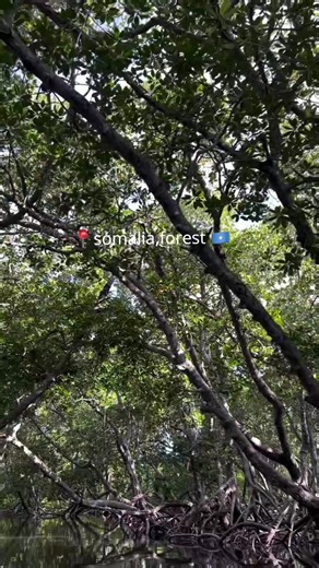 Can you believe this place exists in Somalia? It’s called lag badana, a thich mangrove forest 🐘🌳🦒 SOMALIA FOREST #mangrove #forest #fyp #somalia #summervibes