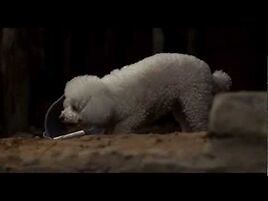 The Silence of the Lambs - Buffalo Bill Dance Scene -Original, 1080p HD-