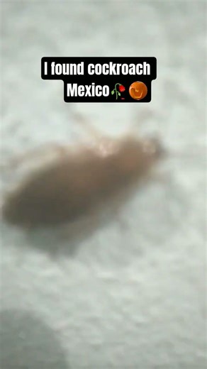 i found cockroach Mexico #meme