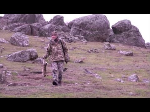 Shooting rabbits / Back on the Bunnies / Back on the Hunt Australia