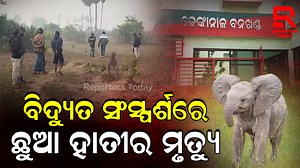 Baby Elephant dies of electrocution in Dhenkanal #ଚାଲିଗଲା_ଛୁଆ_ହାତୀର_ଜୀବନ_କିଏ_ଓ_କାହିଁକି #ବିଛାଇଥିଲା_ବିଦ୍ୟୁତ_ତାର_ଚାଲିଛି_ତଦନ୍ତ #OdishaNews #LatestNews #ElephantDeath #BabyElephantDeath #Hindol #dhenkanal #ElephantDiesElectrocution #reporterstoday https://youtu.be/CT3bhCVh7MU | Reporters Today